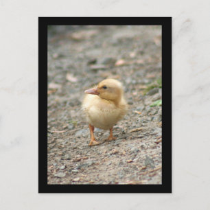 Postkarte Gelbente