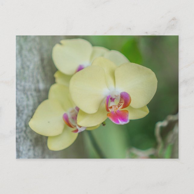 Postkarte - Gelbes Orchid (Vorderseite)