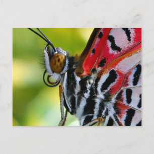 Postkarte/gemalte Lady Butterfly Postkarte