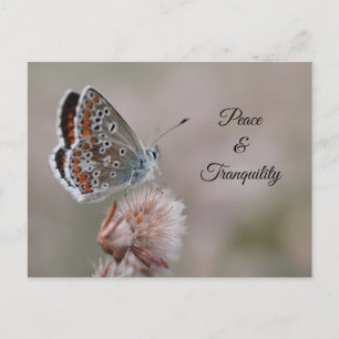 Postkarte Gemeine Bläuling-Schmetterling
