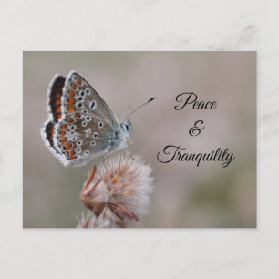 Postkarte Gemeine Bläuling-Schmetterling