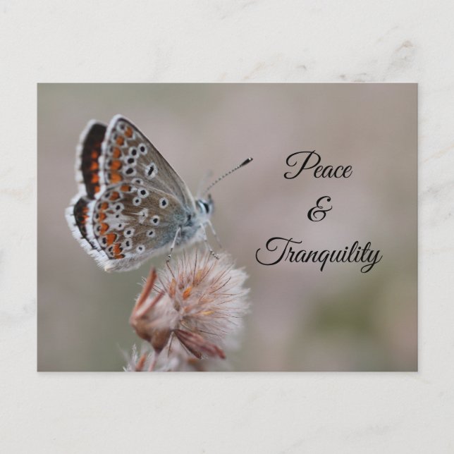 Postkarte Gemeine Bläuling-Schmetterling (Vorderseite)