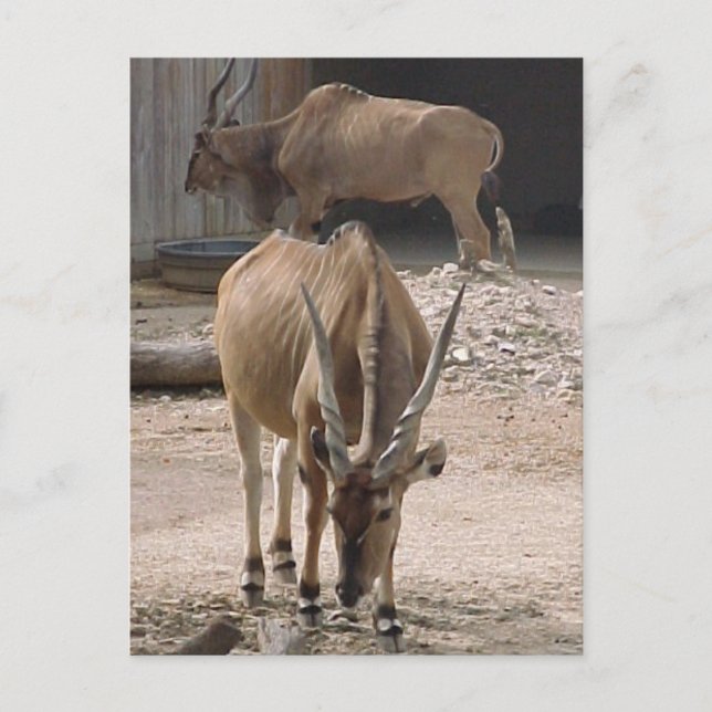 Postkarte "Giant Eland" (Vorderseite)