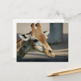 Postkarte _ Giraffe