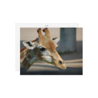 Postkarte _ Giraffe