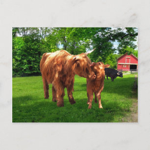 Postkarte "Gracie & Her Calf"