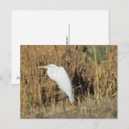 Postkarte - Graswurst