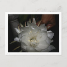 Postkarte, Größe: Standardpostkarte, Pa