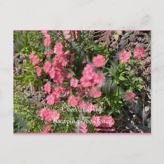 Postkarte, Größe: Standardpostkarte, Papier: Matt, Postkarte (Vorderseite)