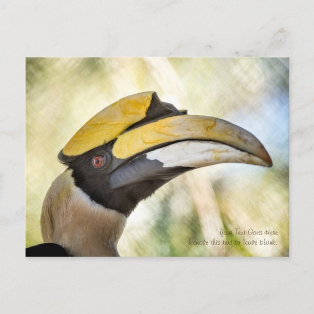 Postkarte: Großer Hornbill 4 Postkarte (Vorderseite)