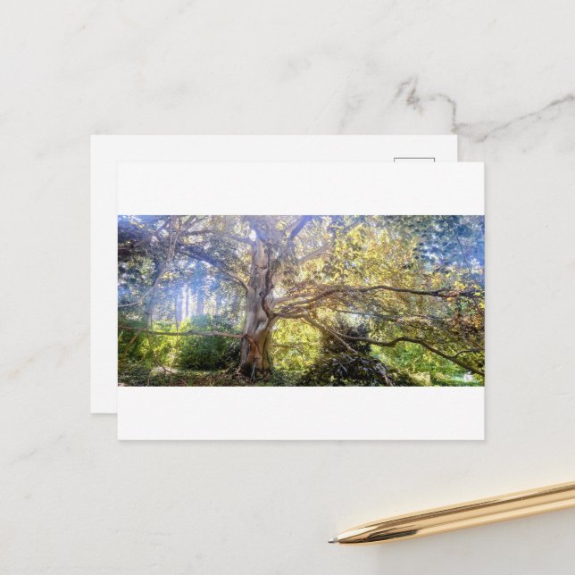 Postkarte Großer Laubbaum (Vorderseite/Rückseite Beispiel)