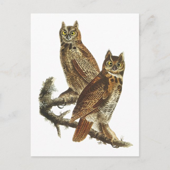 Postkarte: Großes Horned Owl Postkarte (Vorderseite)