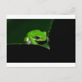 Postkarte - Grüner Baumfrosch an einer Blattkante