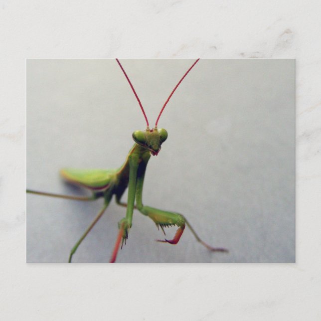 Postkarte, grünes, gepüriertes Mantis Insekt-Foto Postkarte (Vorderseite)
