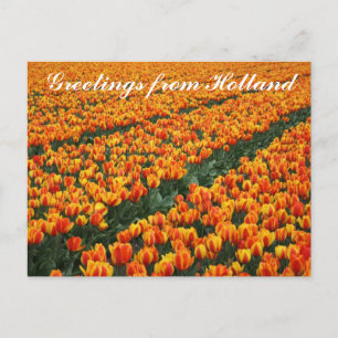 Postkarte "Grüße aus Holland"