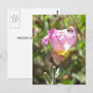 Postkarte - Gurkenkäfer