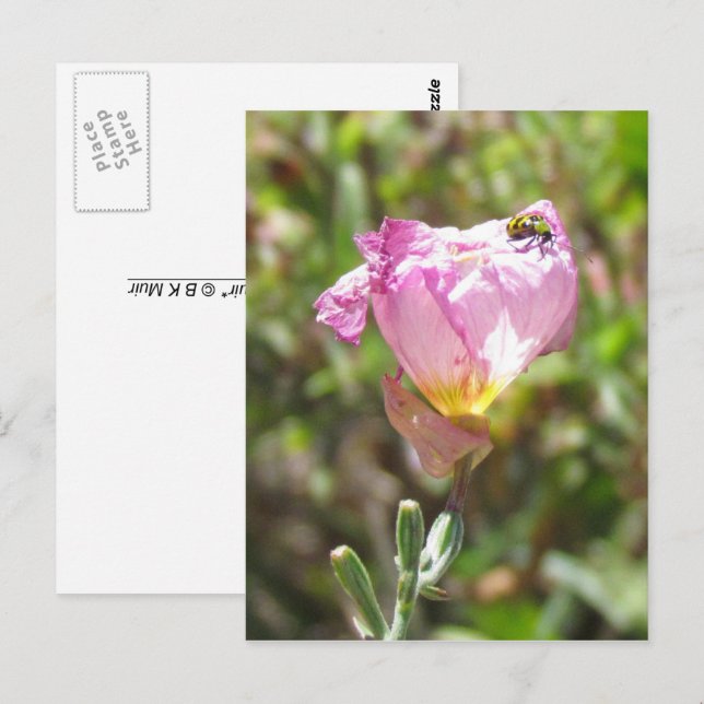 Postkarte - Gurkenkäfer (Vorne/Hinten)