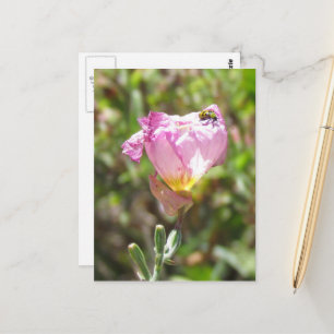 Postkarte - Gurkenkäfer