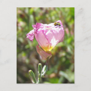 Postkarte - Gurkenkäfer