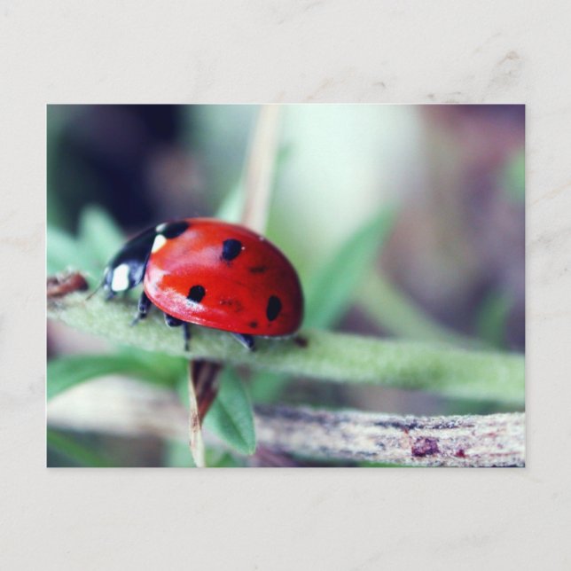 Postkarte "Harriet" (Vorderseite)