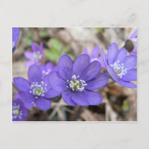 Postkarte: Hepatica (liverleaf) Postkarte