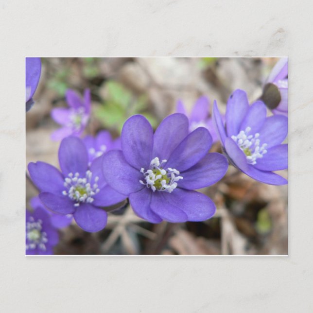 Postkarte: Hepatica (liverleaf) Postkarte (Vorderseite)