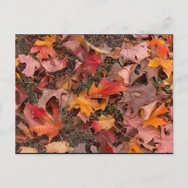 Postkarte/Herbst Postkarte (Vorderseite)