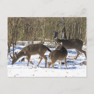 Postkarte - Hirsch im Schnee