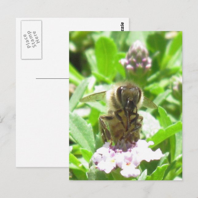 Postkarte - Honigbiene auf Blossom (Vorne/Hinten)