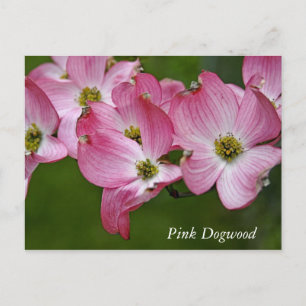 Postkarte:  Horizontales Dogwood Postkarte
