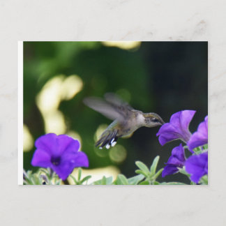 Postkarte Hummingbird