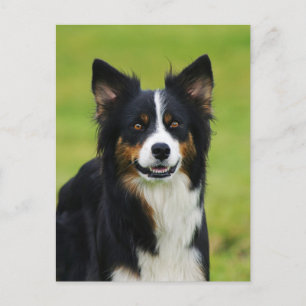 Postkarte / Hunde Border Collie Portrait