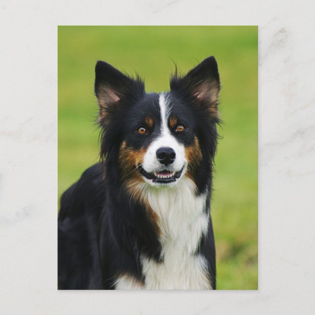 Postkarte / Hunde Border Collie Portrait (Vorderseite)