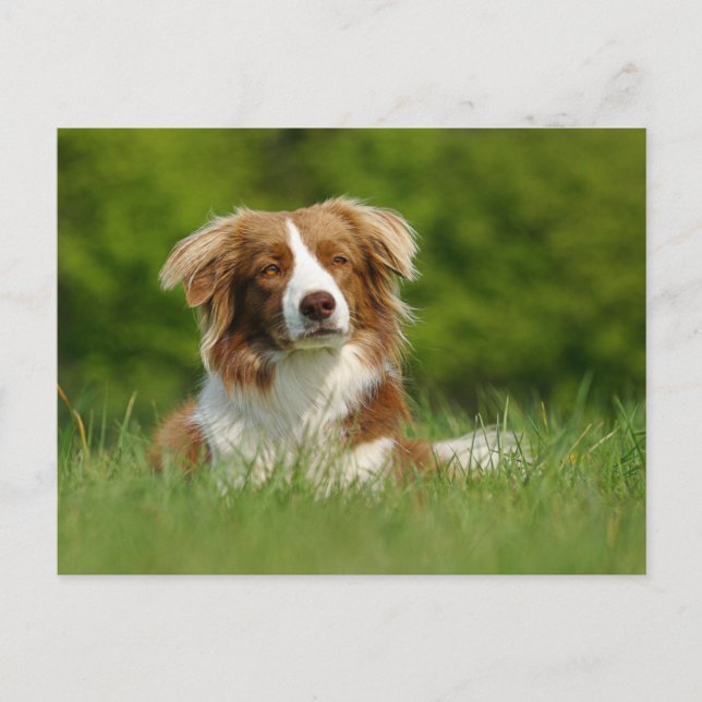 Postkarte / Hunde Border Collie Portrait (Vorderseite)
