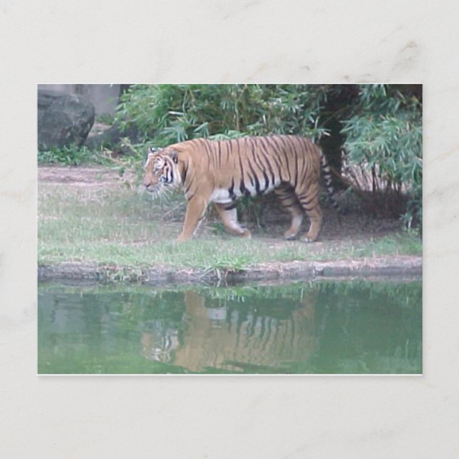 Postkarte "Indochinese Tiger" (Vorderseite)