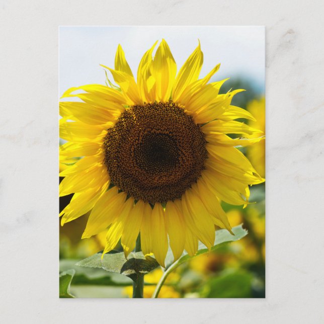 Postkarte - Isolierte Sonnenblume (Vorderseite)