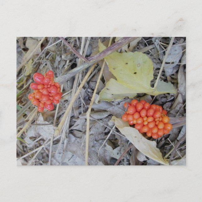 Postkarte Jack-in-the-Pulpit-Saatgut (Vorderseite)