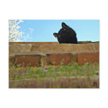 Postkarte "Jasper's Lookout"