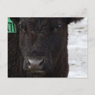 Postkarte "Kein Bull"