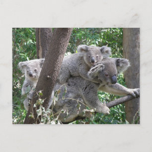 Postkarte Koala QLD Australien