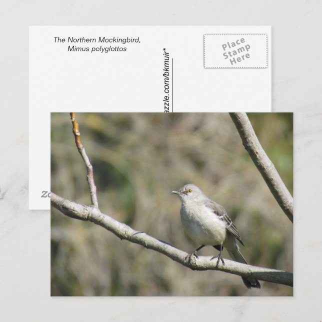 Postkarte - Kockingvogel (Vorne/Hinten)