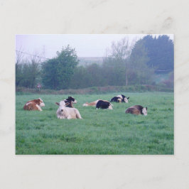 Postkarte - Kühe in Farbe
