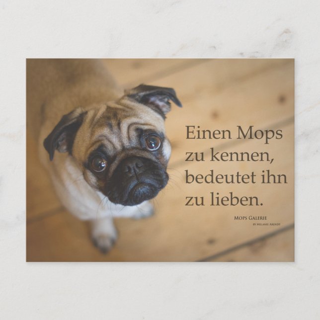 Postkarte "La Mops zu kennen .... (Vorderseite)