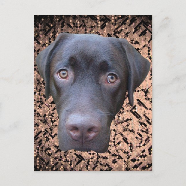 Postkarte Labrador Jimmy (Vorderseite)