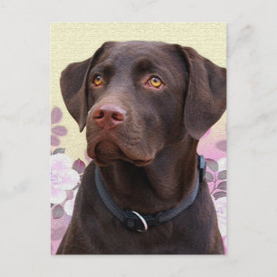 Postkarte Labrador Lorenzo