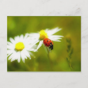 Postkarte Ladybird