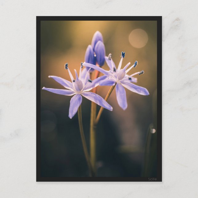 Postkarte Le Scille (Vorderseite)