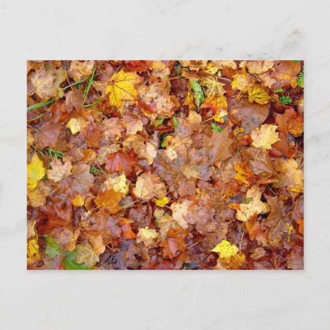 Postkarte "Leaf Pile"-Foto (Vorderseite)