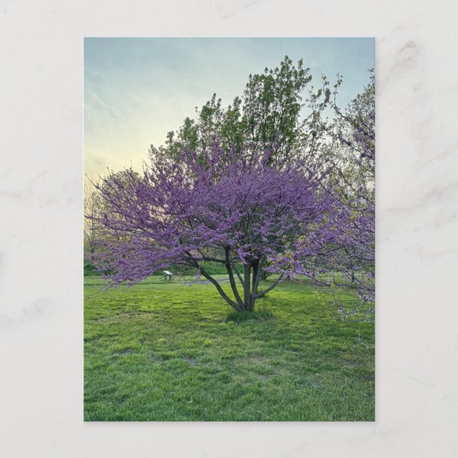 Postkarte lila Bäume (Vorderseite)