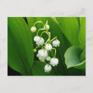 Postkarte "Lily-of-the-Valley"